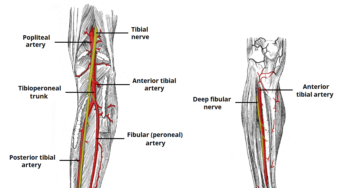 Nerves Of The Lower Limb Diagram - Hanenhuusholli