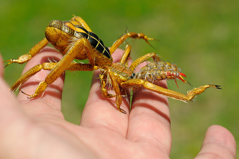 Pictures Of Egyptian Giant Solpugid (Camel Spider) - Free Egyptian