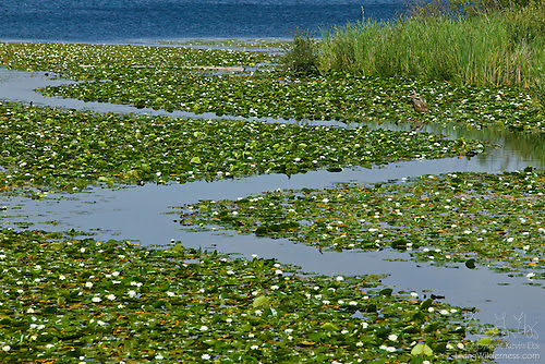 S-Channel in Water Lilies, Washington Park Arboretum, Seattle, Washington