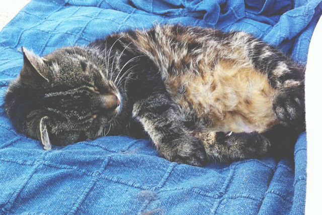 2 pet tag lifestyle blog uk vivatramp