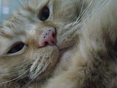 Furry Jasper