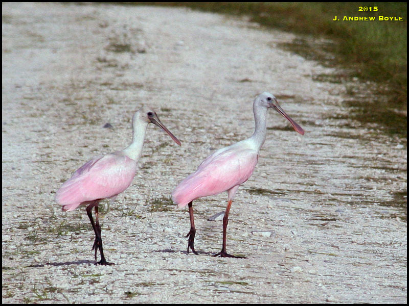Roseate Spoonbill Roseate Spoonbill