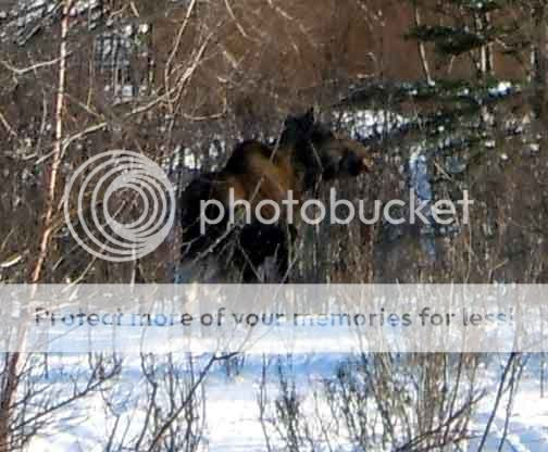 Moose in yard