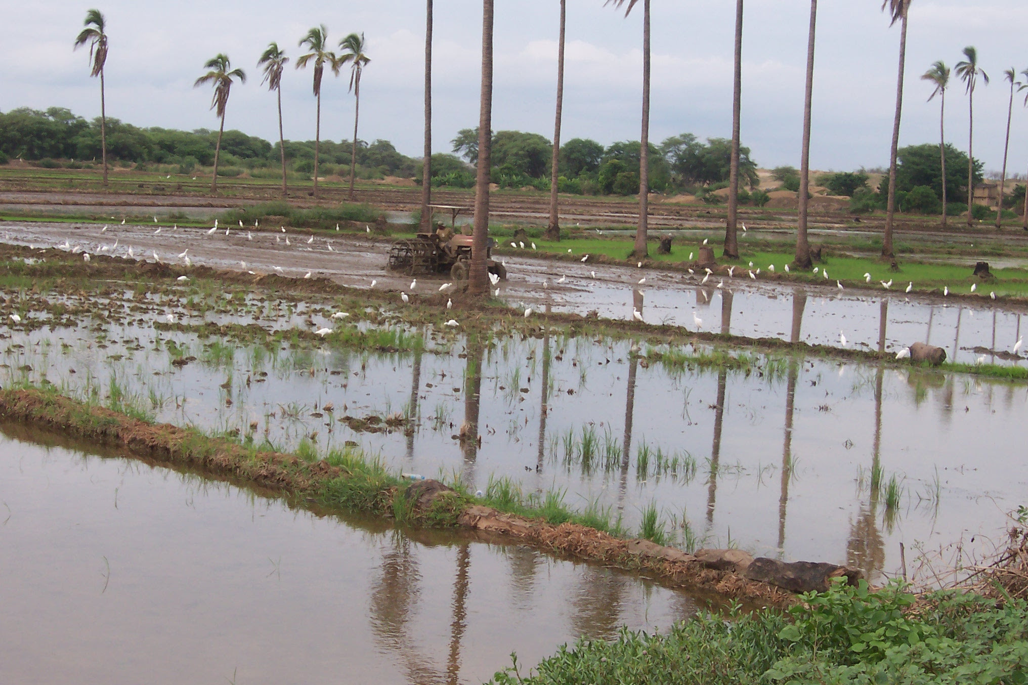 Campos de arroz en el Bajo Piura 1.jpg