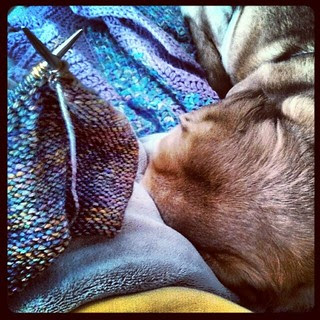 #SnowDay #snuggles and #knitting Need to get this #justenoughruffles #scarf off the needles! #knitstagram #houndmix #dogstagram #ilovemydogs #love
