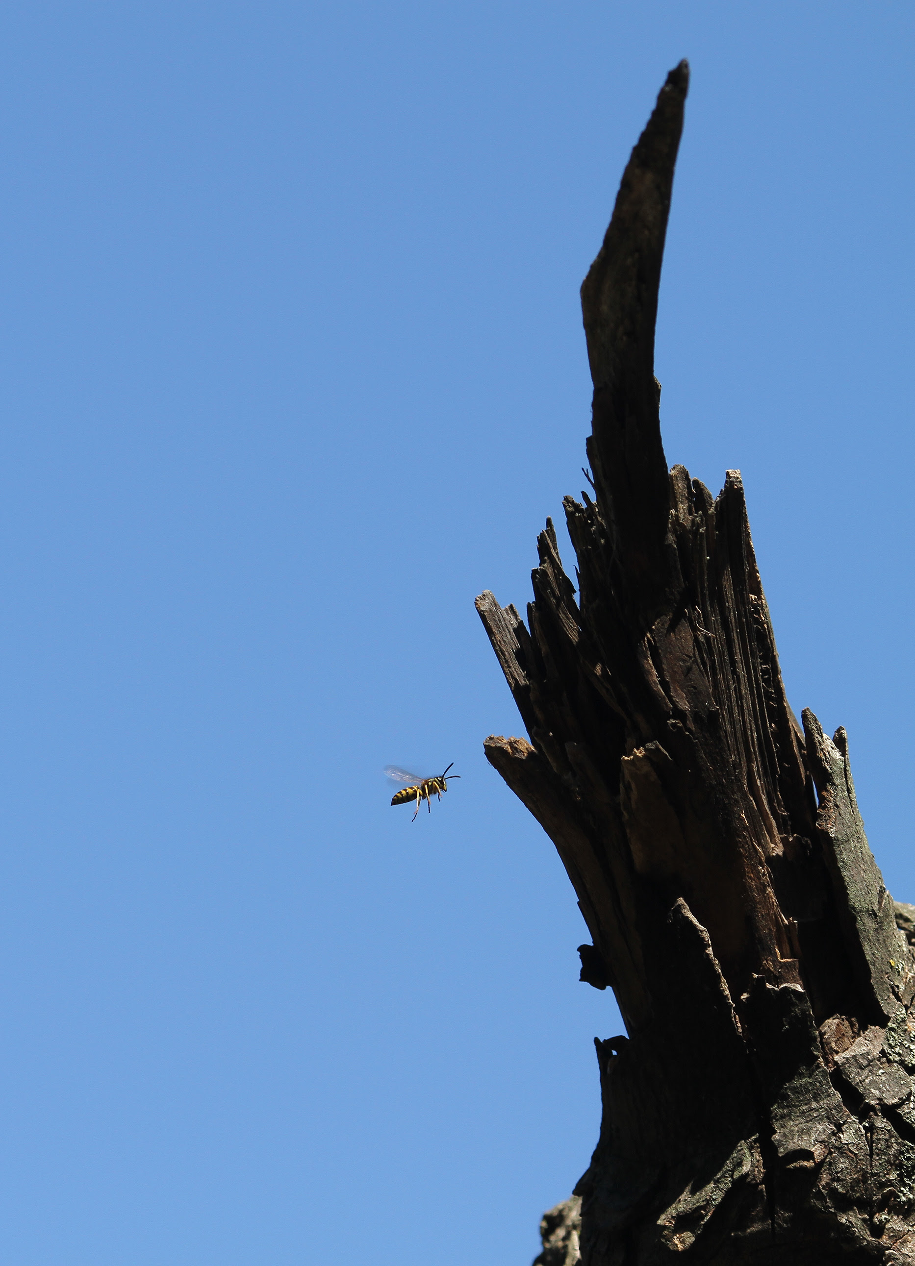 wasp nest