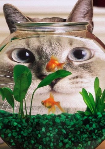 すべての美しい花の画像 上iphone 壁紙 猫