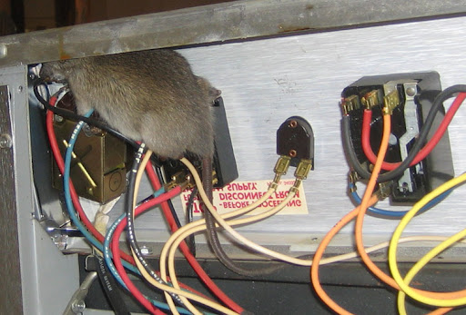 Can Rats Chew Wires? What Happens When They Do?