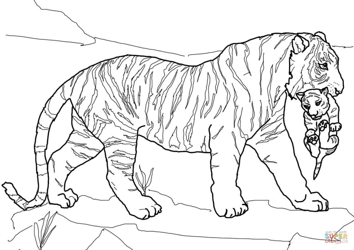 Belle Coloriage De Tigre Blanc A Imprimer  Des Milliers de Coloriage