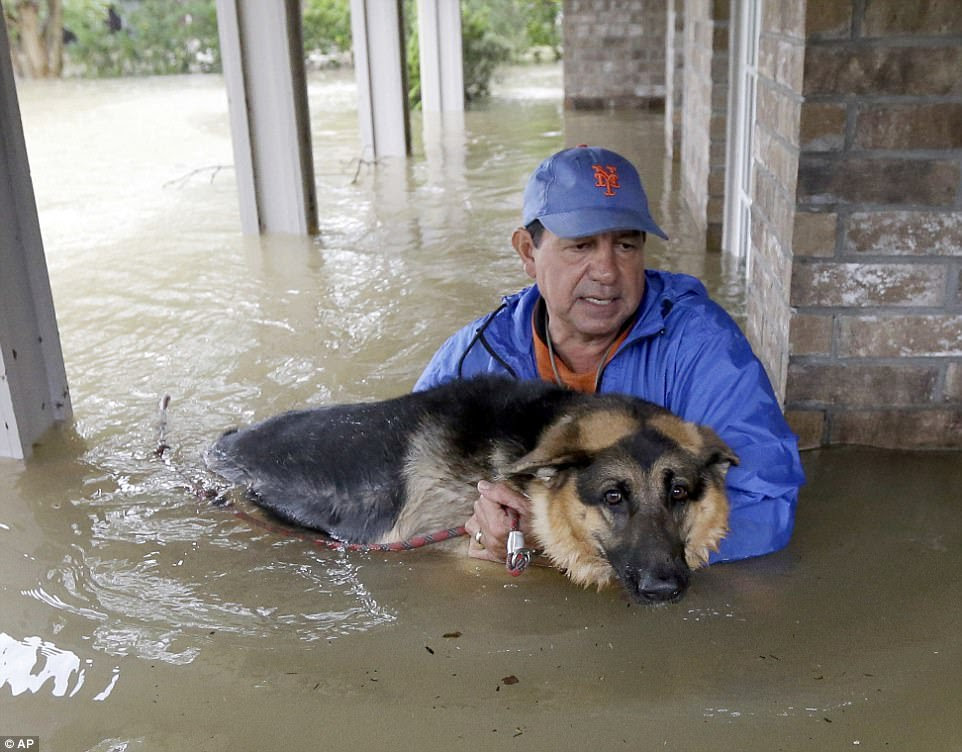 Jose Garcia carries Heidi, his German Shepherd, to safety after fleeing their home in Houston on Monday 