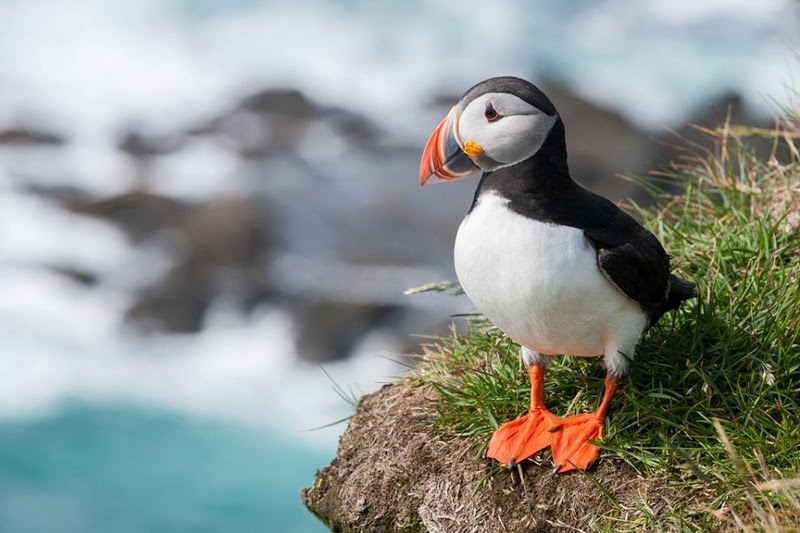 The most rare and beautiful birds in the world