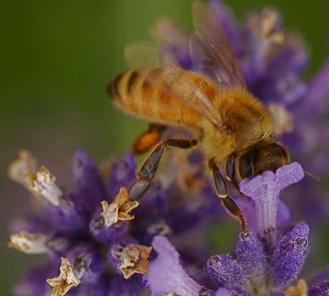 abeja de la miel salvaje 2