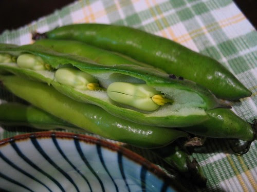 Fava bean