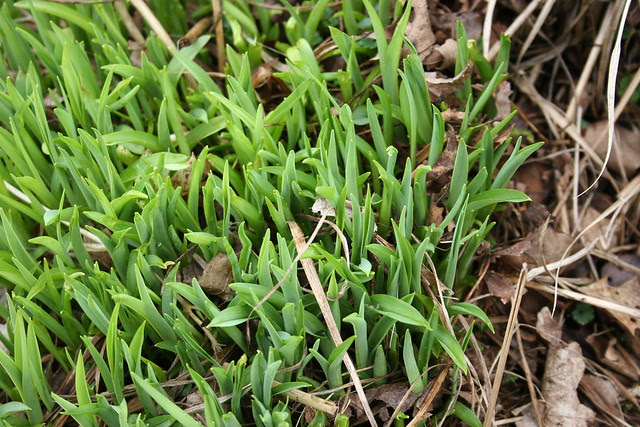 monkey grass
