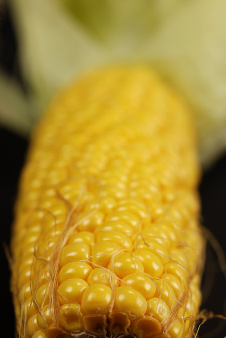 Sweet Corn© by Haalo