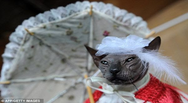 Kucing Don Sphynx, yang dianggap seram (Foto: AFP)