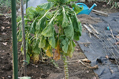 Brussels sprouts 021