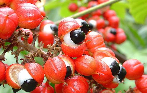 Agrospice Brasil - Trade and Export Lt.