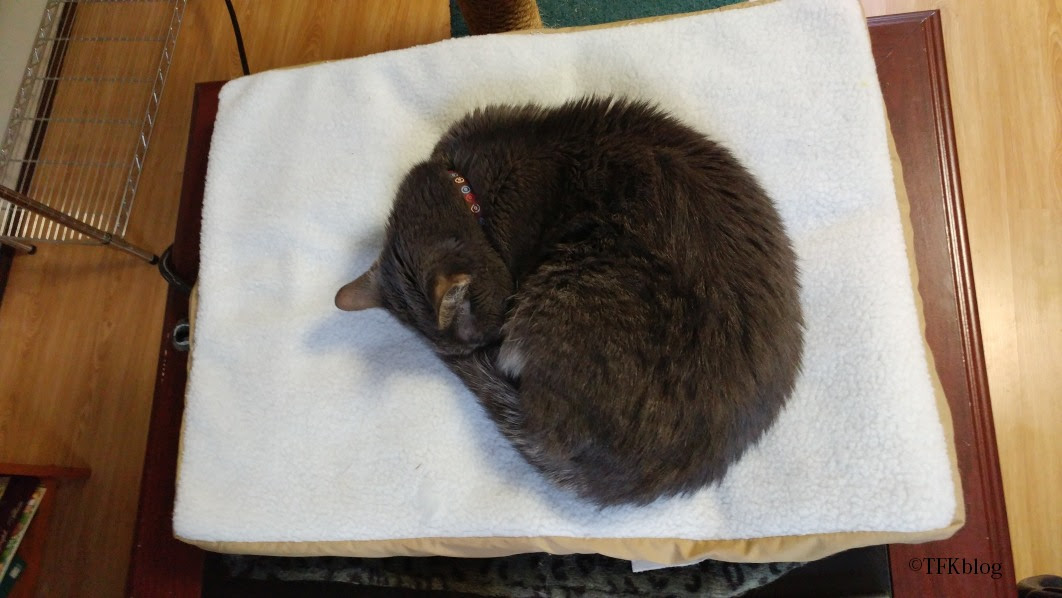 gray cat sleeping on Art of Paws heated pet mat in a ball