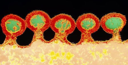 HIV, lớp vỏ protein, capsid, giải mã, cấu trúc