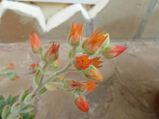 flores naranjas