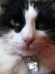 Josie