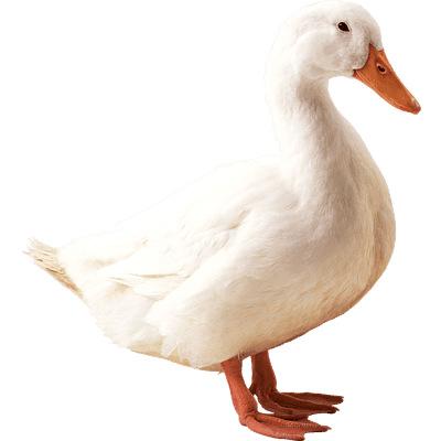 Small Goose transparent PNG - StickPNG
