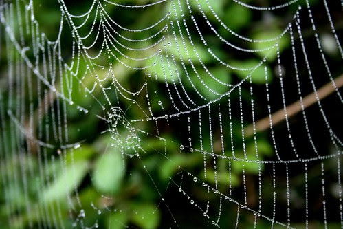 The Green Web
