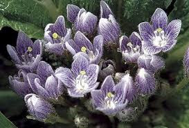 http://t0.gstatic.com/images?q=tbn:ANd9GcQJzDogawkpSZ2TYRXhB7mlS5N6ykNBQklyWSVMzcoFVwFjHhHM