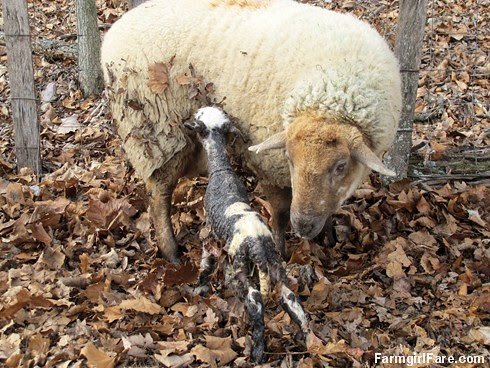 Helga cleaning up her newborn lambs (12) - FarmgirlFare.com