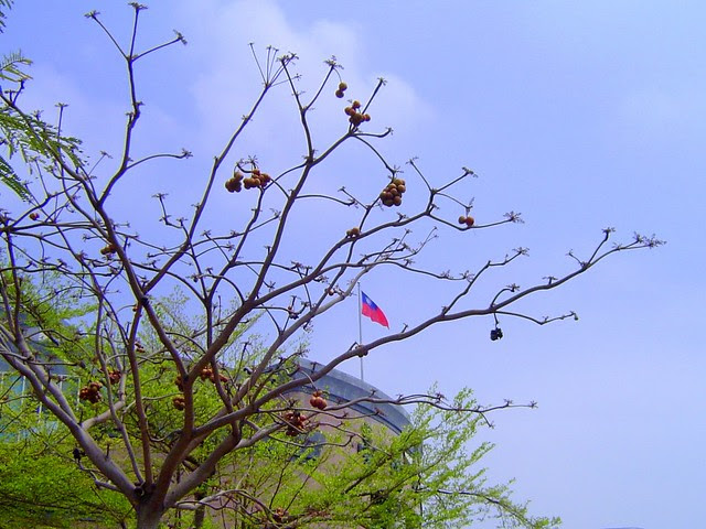 掌葉蘋婆/無限台南
