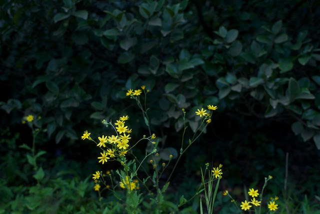 Wildflowers, from Kaas.
