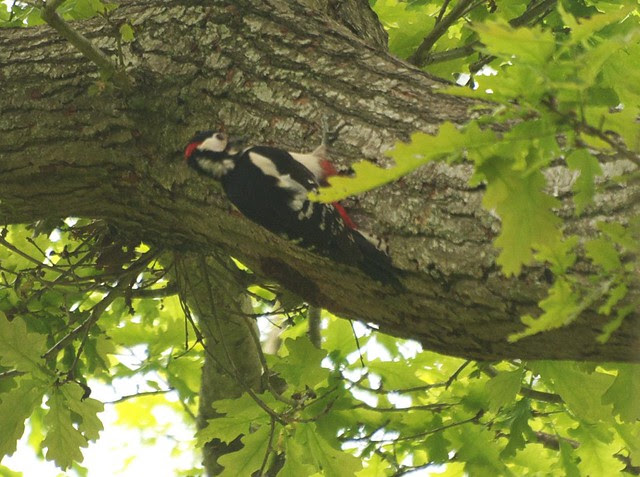 DSC_6604 Greater Spotted Woodpecker approaching nest