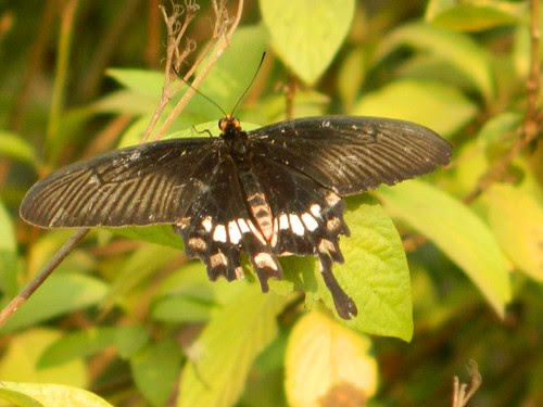 Common Mormon Butterfly