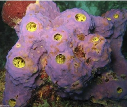 48 Koleksi Ciri Dan Gambar Hewan Porifera Gratis