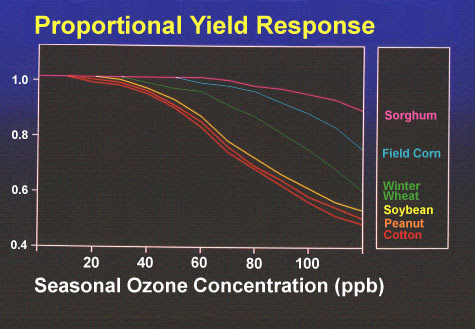 Yield response to seasonal 12 h daily ozone concentration