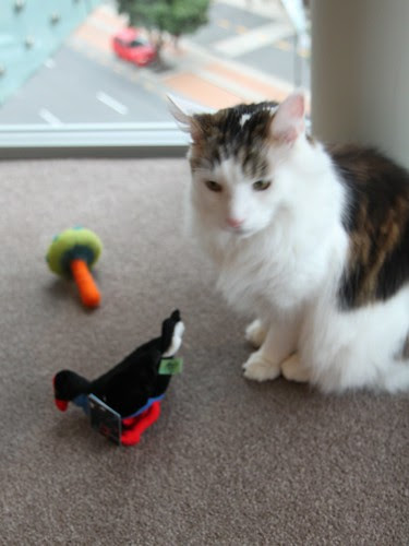 Pukeko bum of disrespect by d'Artangan Rumblepurr