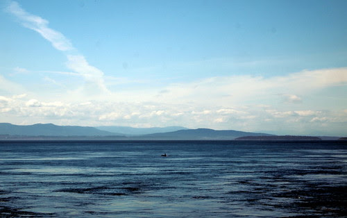 Orca sighting!