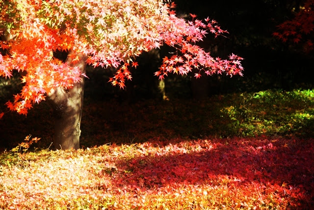 99 (640x427, 220Kb)