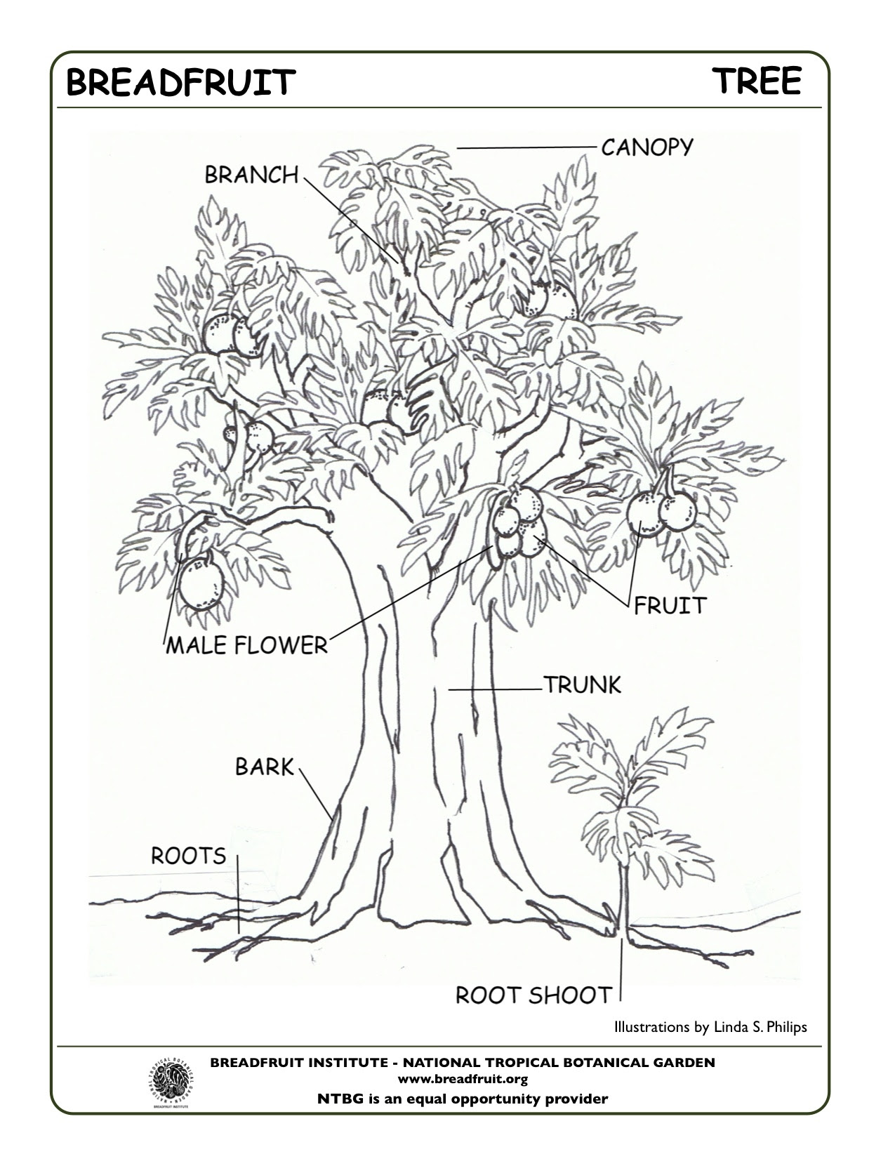 Parts Of A Plant Coloring Page at GetColorings.com | Free  