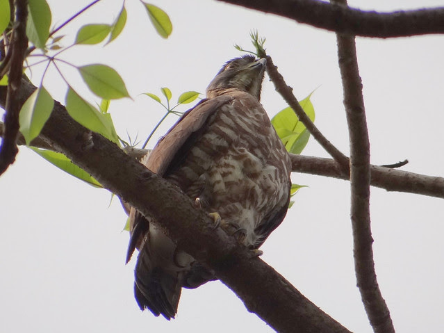 鳳頭蒼鷹/無限台南