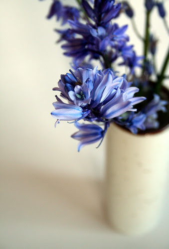 Grape Hyacinth