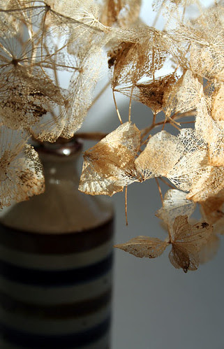 Hydrangea skeleton