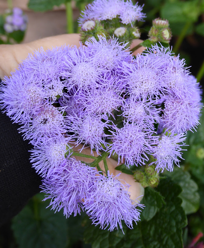 Ageratum Flower Images Flowers Lover