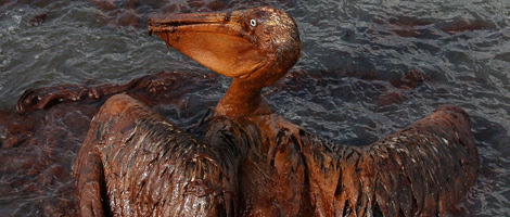 Un pelícano bañado en petróleo en Grand Terre. | AFP