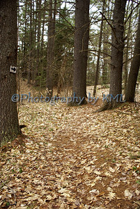 a trail marked in the woods