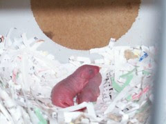 babies 1 day old