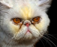 tear duct overflow in a Persian cat