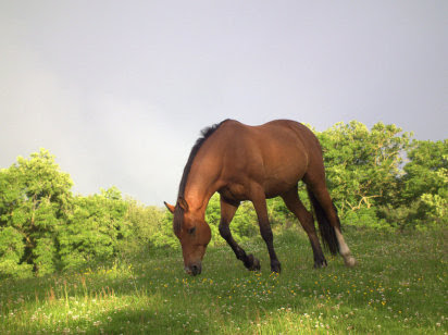 caballo
