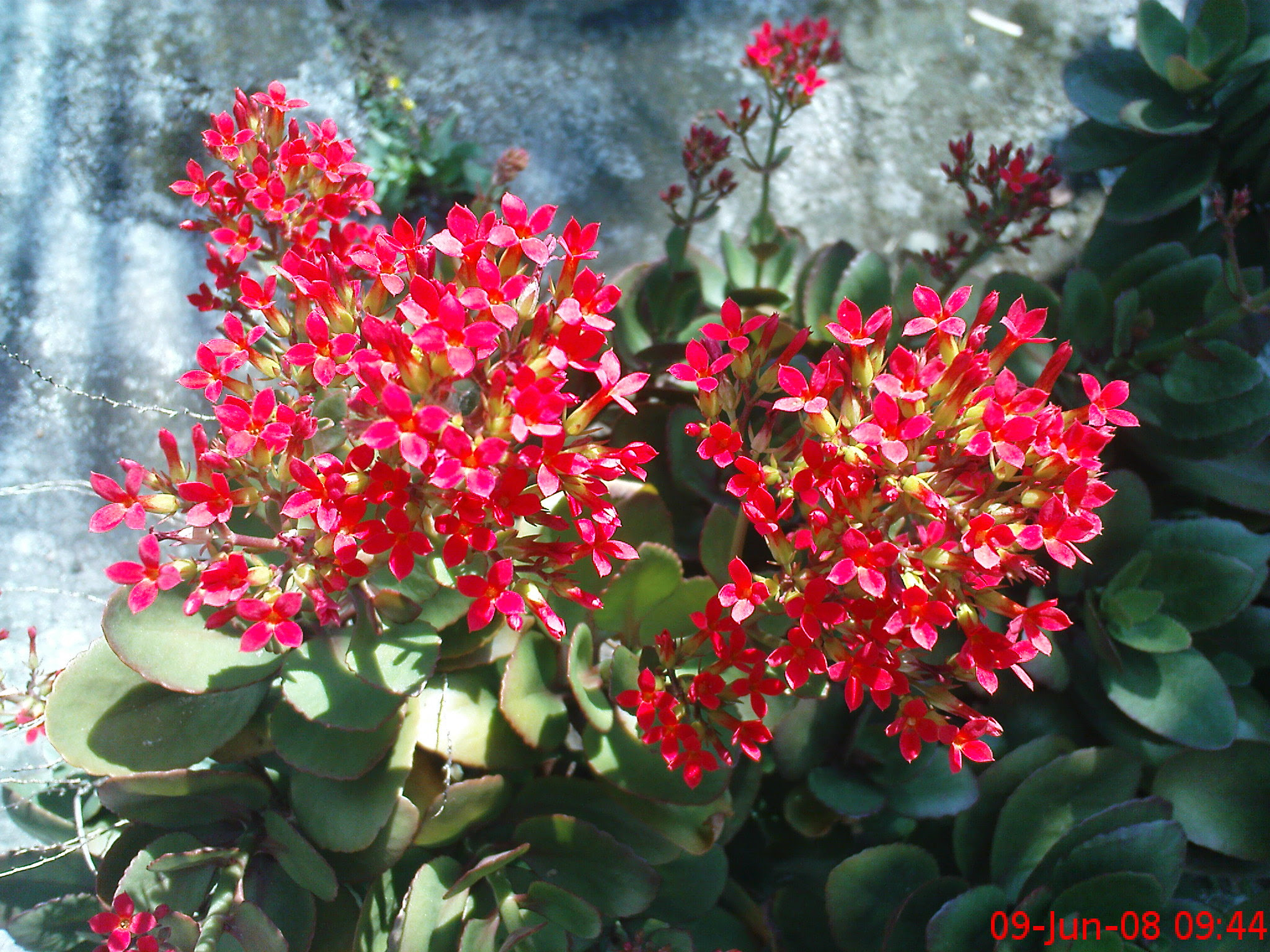 Contoh Foto Bunga Cocor Bebek Kumpulan Gambar Bunga